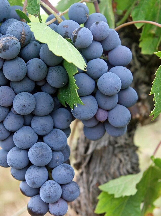 Dix ans dans des vignobles en biodynamie : une ancienne employée raconte 