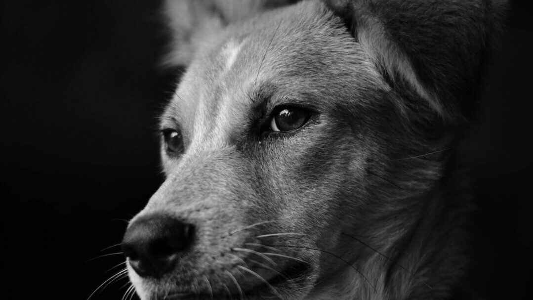 Un mouvement sectaire chrétien appelle ses milliers de membres à se débarrasser de leurs animaux de compagnie